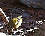 Nikon Z 6 Nikkor 80-400mm