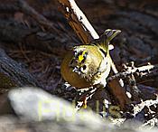 Nikon Z 6 Nikkor 80-400mm