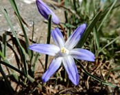 Blütezeit: Februar bis April Höhe:5 bis 20 cm Nikon Coolpix