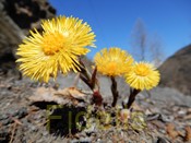 Blütezeit: März bis April Höhe: 5 bis 10 cm Nikon Coolpix