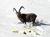 Nikon Z 6 Nikkor 80-400mm