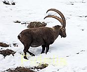 Nikon Z 6 Nikkor 80-400mm