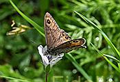 Spannbreite :44-52 mm Lebensraum . Blumenreiche Hänge Nikon fc Nikkor Makro Buch:Schmetterlinge der Schweiz