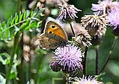 Spannbreite :40-48 mm Lebensraum . Blumenreiche Hänge bis 2000m Nikon fc Nikkor Makro Buch:Schmetterlinge der Schweiz