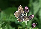 Spannbreite :24-30 mm Lebensraum . Magerwiesen bis 2000m Nikon fc Nikkor Makro Buch:Schmetterlinge der Schweiz