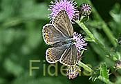 Spannbreite :24-30 mm Lebensraum . Magerwiesen bis 2000m Nikon fc Nikkor Makro Buch:Schmetterlinge der Schweiz