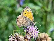 Spannbreite :40-48 mm Lebensraum . Blumenreiche Hänge bis 2000m Nikon fc Nikkor Makro Buch:Schmetterlinge der Schweiz