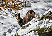 Nikon Z6 Nikkor 80-400mm