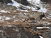 Nikon Z 6 Nikkor 80-400mm u. Konverter 1x4