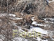 Nikon Z 6 Nikkor 80-400mm u. Konverter 1x4