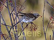 Nikon Z 6 Nikkor 80-400mm