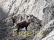 Nikon Z 6 Nikkor 80-400mm