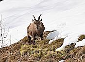 Nikon Z 6 Nikkor 80-400mm mit Konverter 1.4x