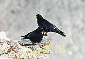 Nikon Z 6 Nikkor 80-400mm