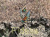 Nikon Z 6 Nikkor 80-400mm