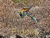 Nikon Z 6 Nikkor 80-400mm